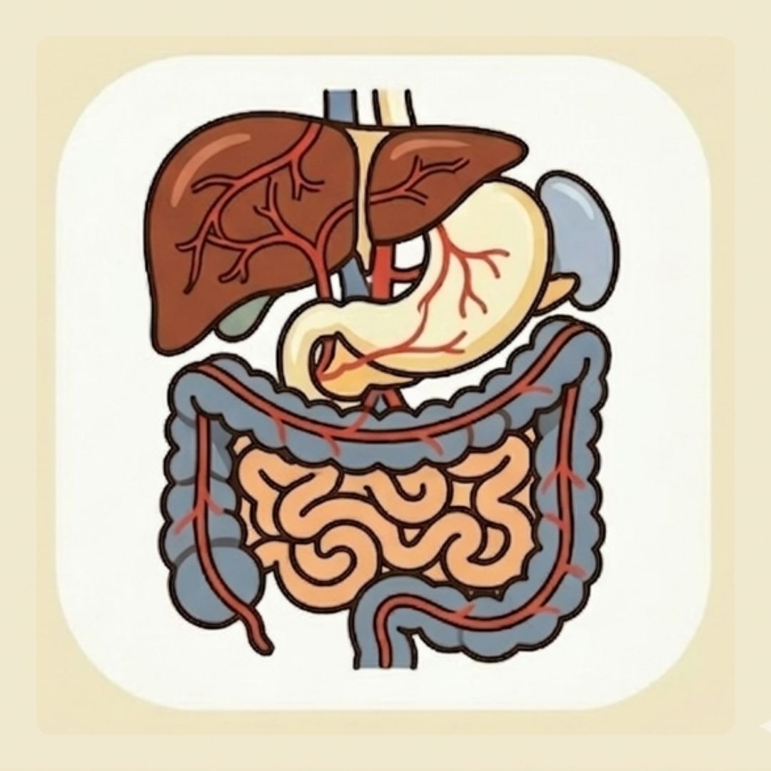 Digestive & Liver Health